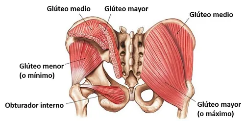 Anatomía muscular glútea Anatomía de los músculos glúteos mayor medio y menor