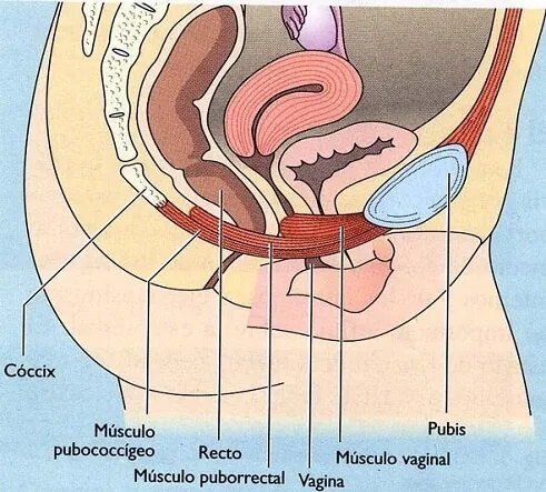 Anatomía del suelo pélvico Anatomía del suelo pélvico femenino con músculos pubococcígeo y puborrectal