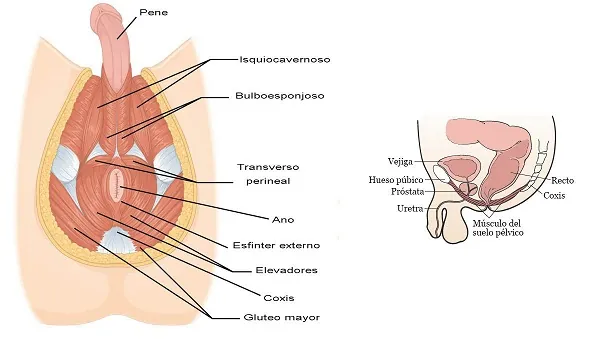 Anatomía suelo pélvico masculino Anatomía del suelo pélvico masculino con músculos y órganos identificados